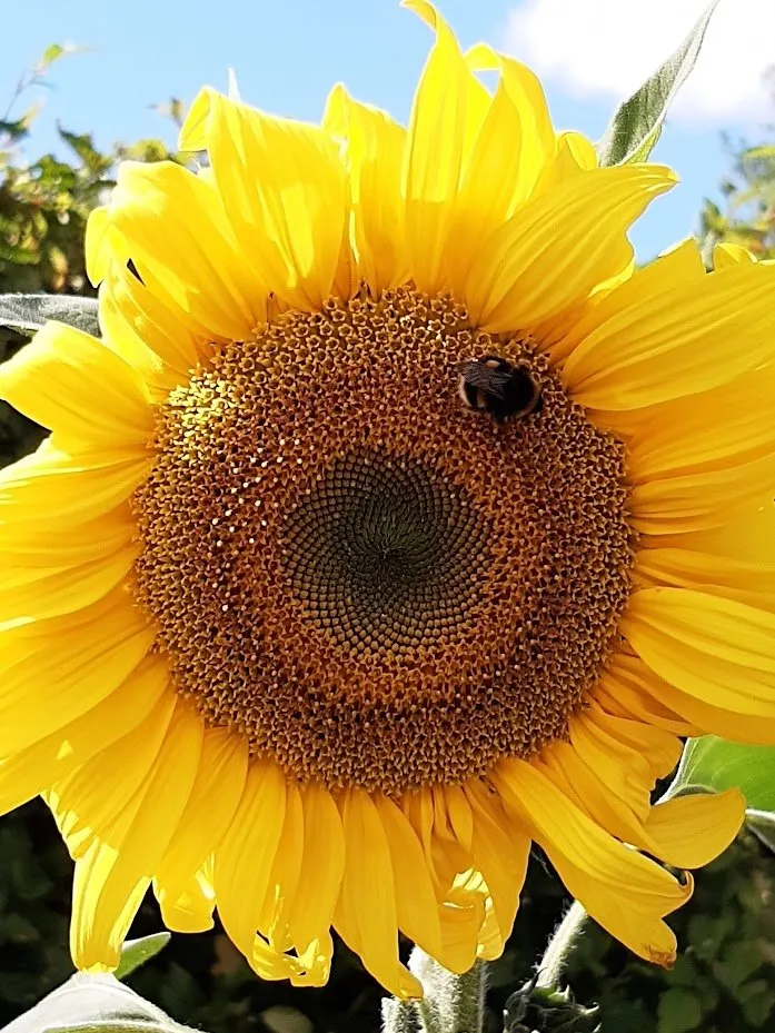 A bee feeding on a sunflower