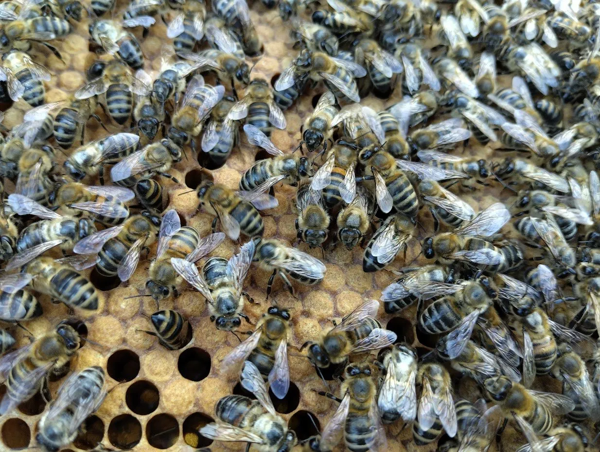 Honey bees on the comb