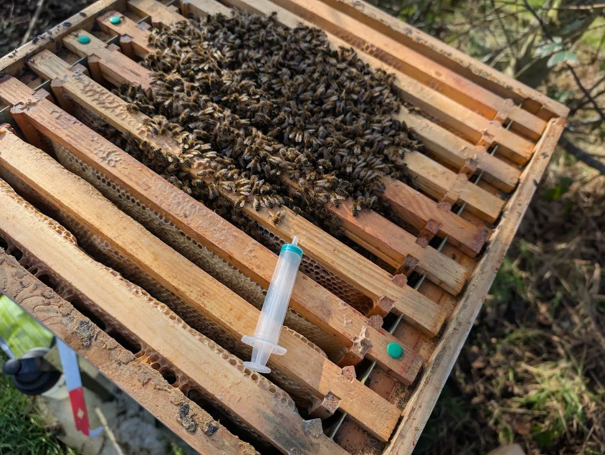 Frames of bees during a hive inspection