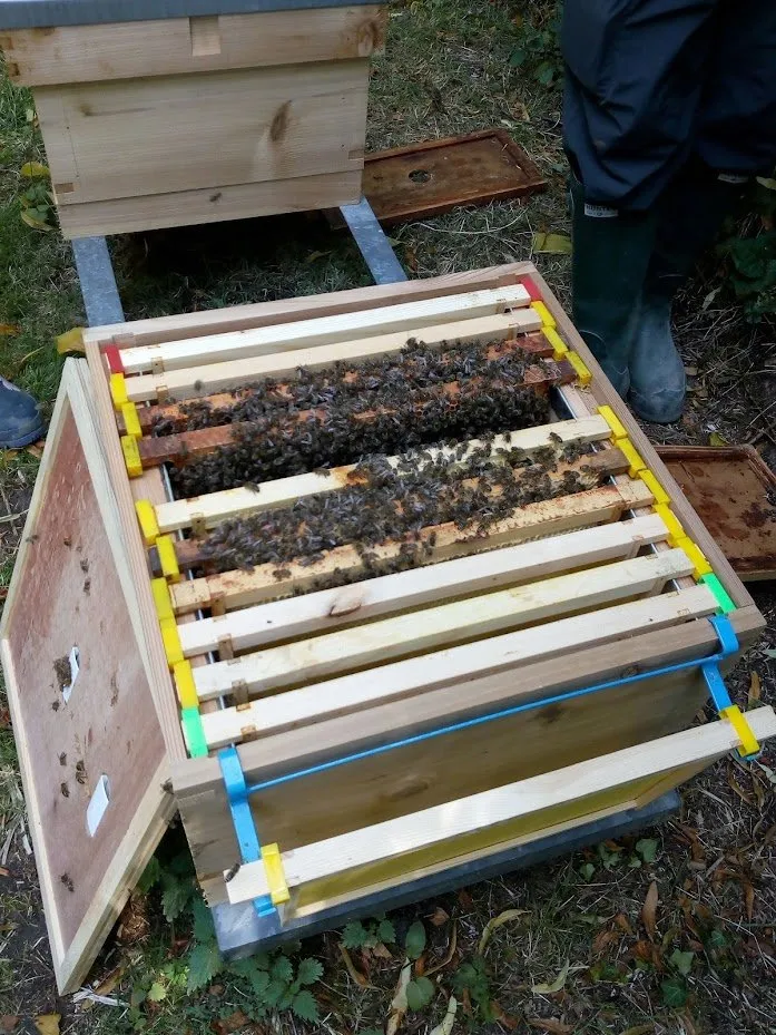 My first look inside a hive!
