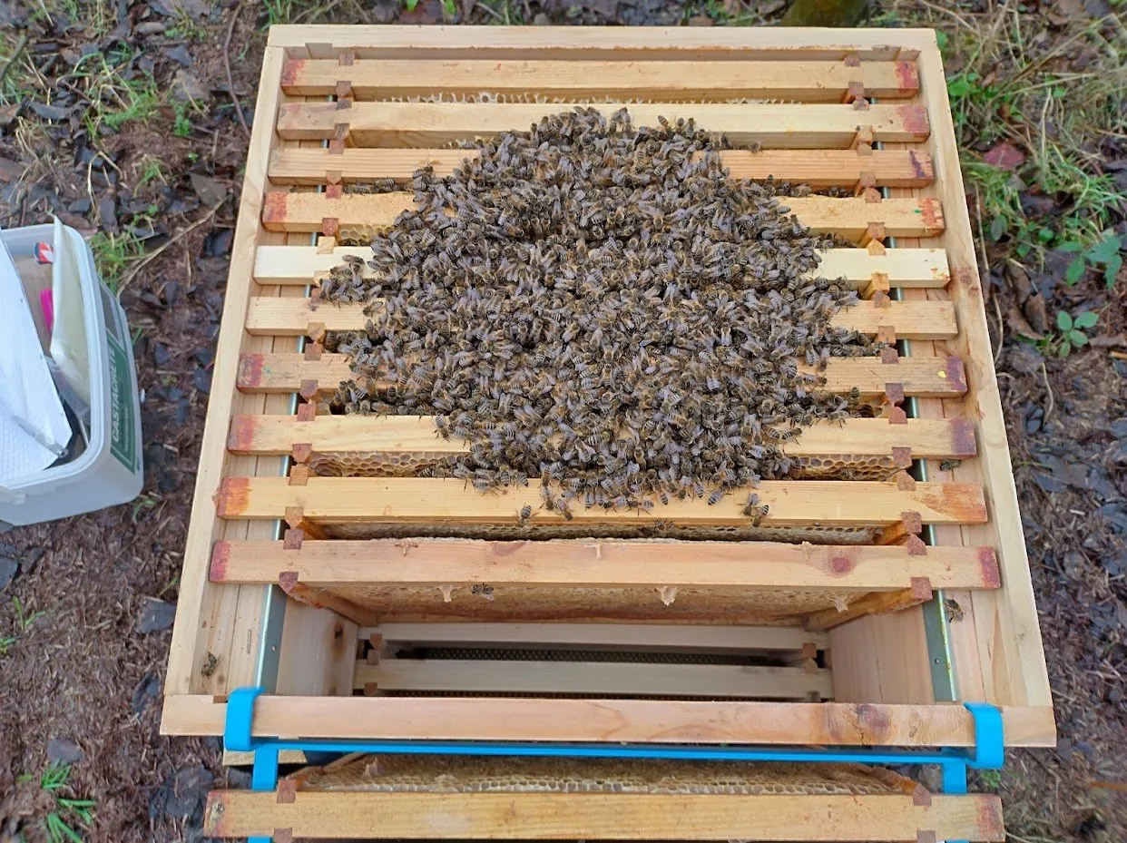 The bees in their winter cluster