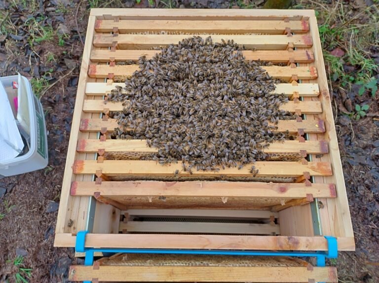 The bees in their winter cluster